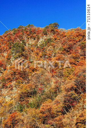 吾妻峡屏風岩の秋 71510614