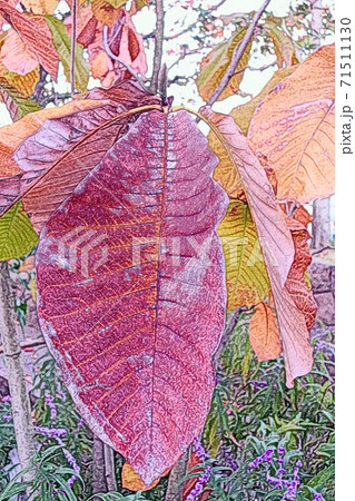 紅葉した「ホオノキの葉」色鉛筆画風 紅葉した「ホオノキの葉」色鉛筆画風 71511130