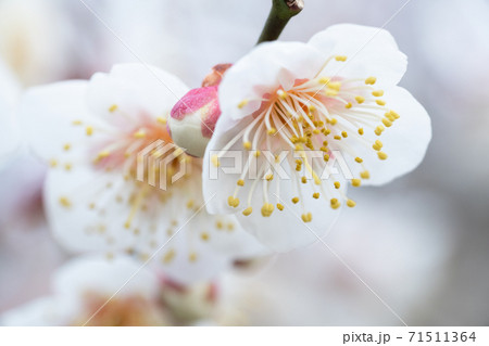 梅の花 71511364