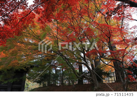 紅葉～弘前公園～ 71511435