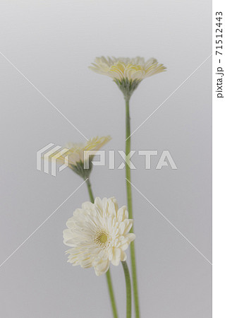 ガーベラ-41 ガーベラ-41 71512443