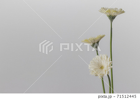 ガーベラ-39 ガーベラ-39 71512445