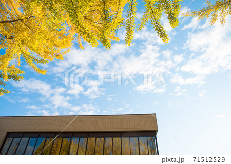 紅葉したイチョウと青空と建物 紅葉したイチョウと青空と建物 71512529