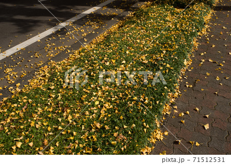 道路にイチョウの葉が落ちている様子の写真素材