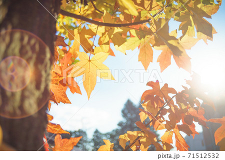 紅葉した葉が太陽の光で輝く 紅葉した葉が太陽の光で輝く 71512532