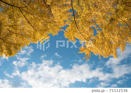 紅葉したイチョウの木と晴天の空③	 71512536