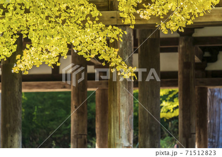 新宮熊野神社　長床の大銀杏　福島県喜多方市 71512823