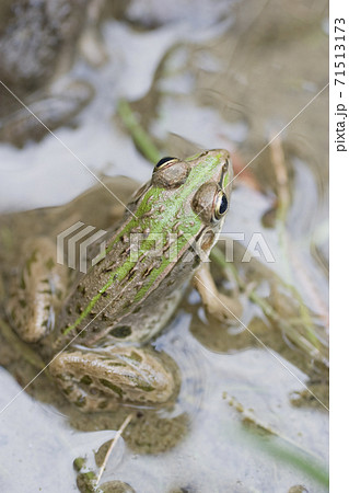 水辺のトノサマガエル 水辺のトノサマガエル 71513173