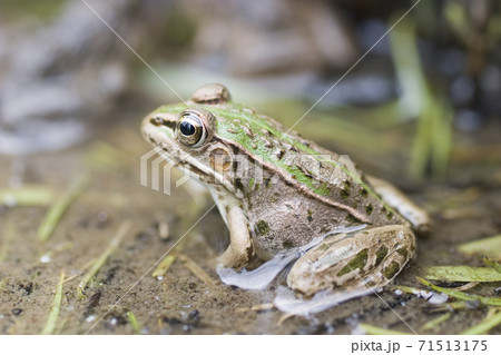 水辺のトノサマガエル 71513175