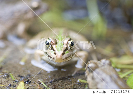水辺のトノサマガエル 71513178