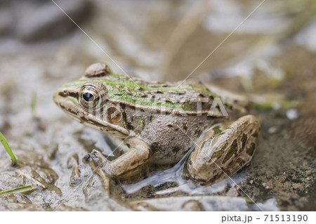 水辺のトノサマガエル 水辺のトノサマガエル 71513190