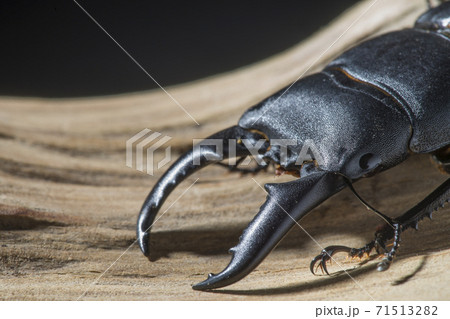 クワガタ クワガタムシ くわがた 71513282