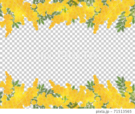 Mimosa frame watercolor illustration 71513565