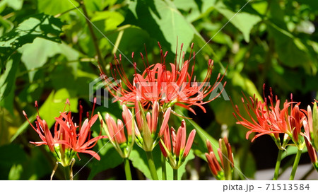 彼岸花 71513584