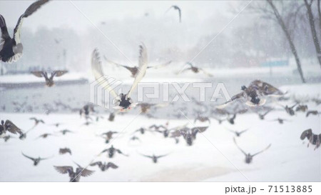 A flock of ducks flies away. Ducks wild flies spreading their wings. The wildlife of birds in moments. A flock of ducks flies away. Ducks wild flies spreading their wings. The wildlife of birds in moments. 71513885