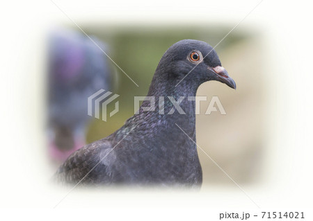 鳩 ハト 鳩の散歩 鳩 ハト 鳩の散歩 71514021