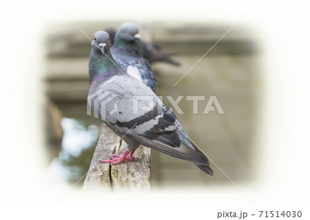 鳩 ハト 鳩の散歩 鳩 ハト 鳩の散歩 71514030