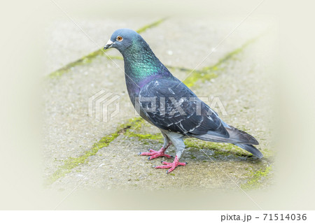 鳩 ハト 鳩の散歩 鳩 ハト 鳩の散歩 71514036