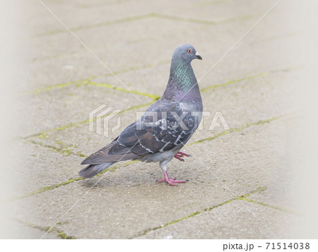 鳩 ハト 鳩の散歩 鳩 ハト 鳩の散歩 71514038