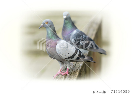 鳩 ハト 鳩の散歩 鳩 ハト 鳩の散歩 71514039