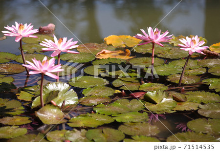 Multicolored flowers lilies grow in the water Multicolored flowers lilies grow in the water 71514535