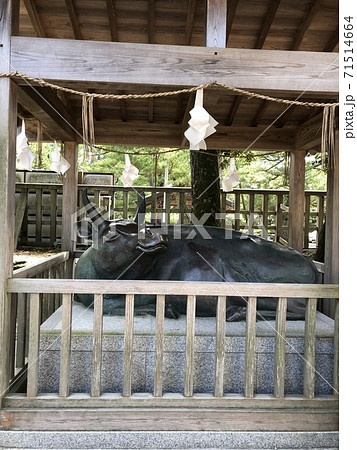 《出雲大社　『神牛（しんぎゅう）　牛の像》（島根県　出雲市） 71514664
