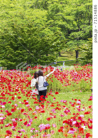 満開のポピーと自撮りする女性　みちのく湖畔公園　宮城県川崎町 71514886