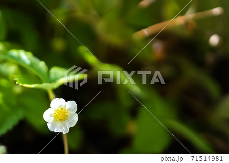 幸せを呼ぶワイルドストロベリーの白い花の写真素材