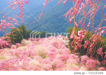 奈良県東吉野村　天空の庭　高見の郷 71515204