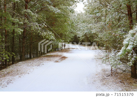 Winter forest view on a clear day. Winter forest view on a clear day. 71515370