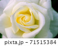 白いバラの接写1 71515384