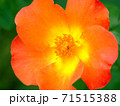 オレンジ色のバラ 71515388