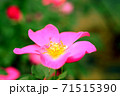 ピンク色のバラ　カウンティフェア 71515390
