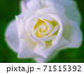 白いバラの接写3 71515392