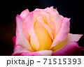 花びらが重なるバラ 71515393