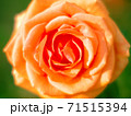オレンジ色のバラ 71515394