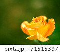 オレンジ色の小さなバラ 71515397