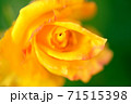 渦巻く様なオレンジ色のバラの花びら 71515398