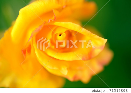 渦巻く様なオレンジ色のバラの花びら 71515398