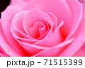 ピンク色のバラのクローズアップ3 71515399