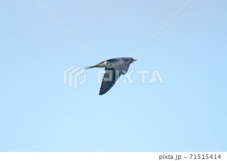野鳥　ツバメ 71515414
