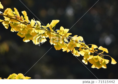 イチョウ 71515442