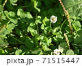 シロツメクサ 71515447