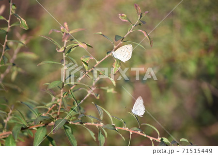 シジミチョウ 71515449