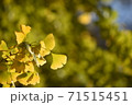 イチョウ 71515451