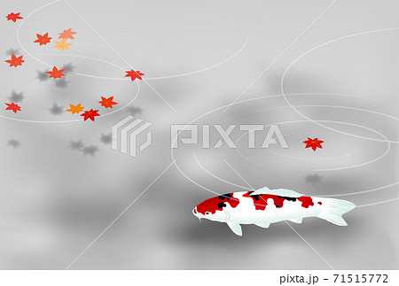 鯉　紅葉　グレー 71515772