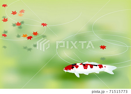鯉 紅葉 グリーン 鯉 紅葉 グリーン 71515773