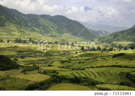 Terraced rice fields in Y ty, Sapa, Laocai, Vietnam prepare the harvest Terraced rice fields in Y ty, Sapa, Laocai, Vietnam prepare the harvest 71515961