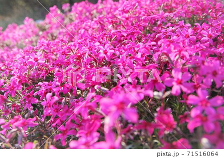 芝桜 芝桜 71516064