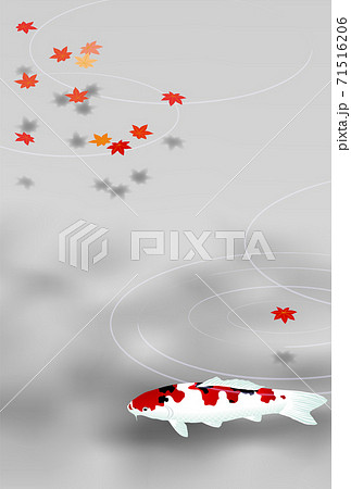 鯉 紅葉 グレー 縦 鯉 紅葉 グレー 縦 71516206